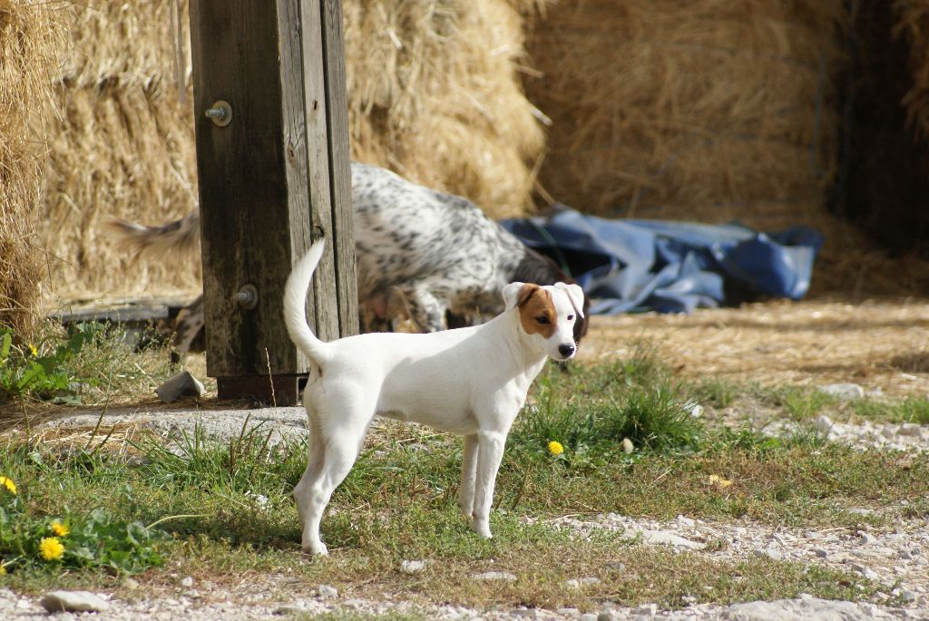 Uxie De La Ferme Des Forestiers