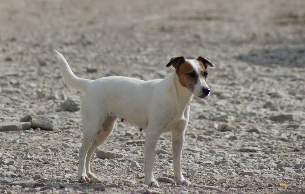 Les Parson Russell Terrier de l'affixe De La Ferme Des Forestiers