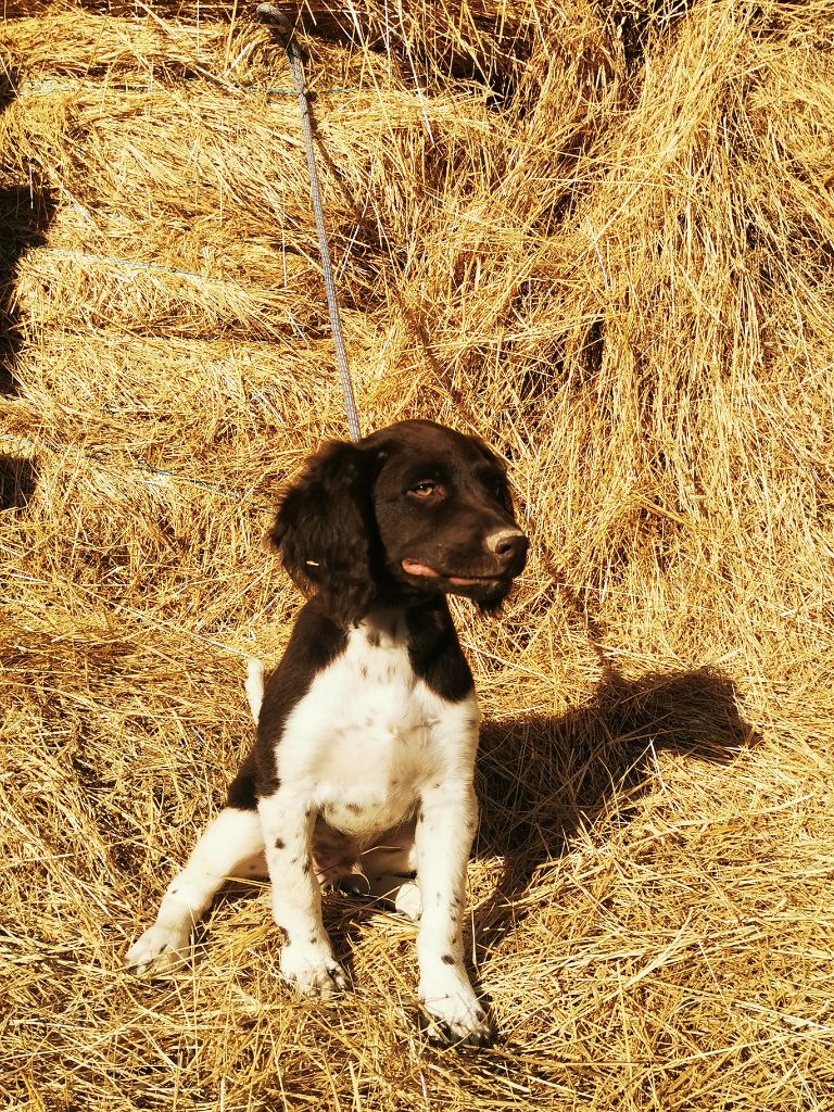 De La Ferme Des Forestiers - Chiot disponible  - Petit Epagneul de Münster