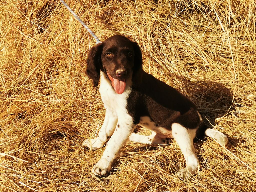 De La Ferme Des Forestiers - Chiot disponible  - Petit Epagneul de Münster