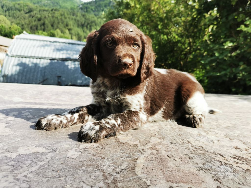 De La Ferme Des Forestiers - Chiot disponible  - Petit Epagneul de Münster