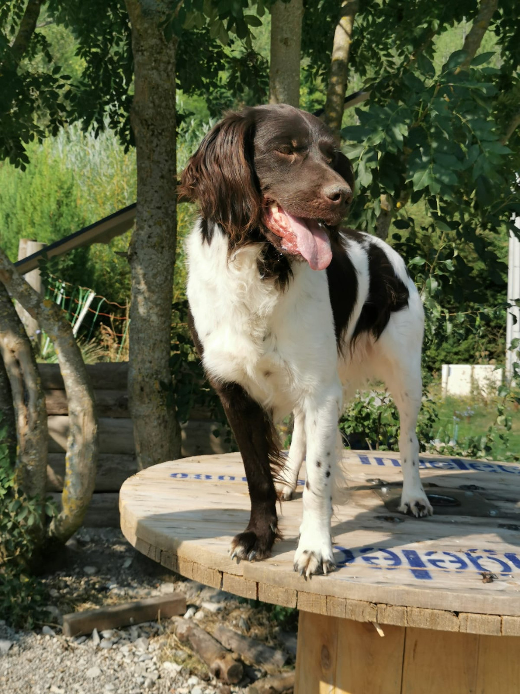 Saho de la Couvélie