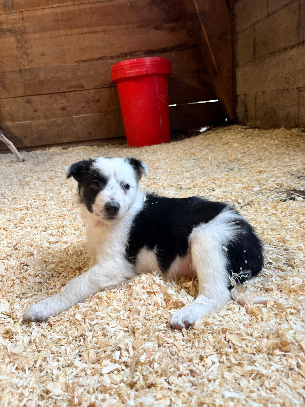 Badass De La Ferme Des Forestiers