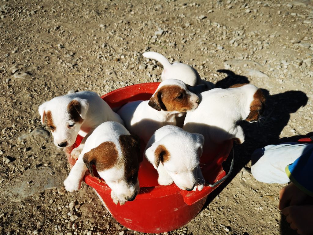 De La Ferme Des Forestiers - Parson Russell Terrier - Portée née le 21/09/2021