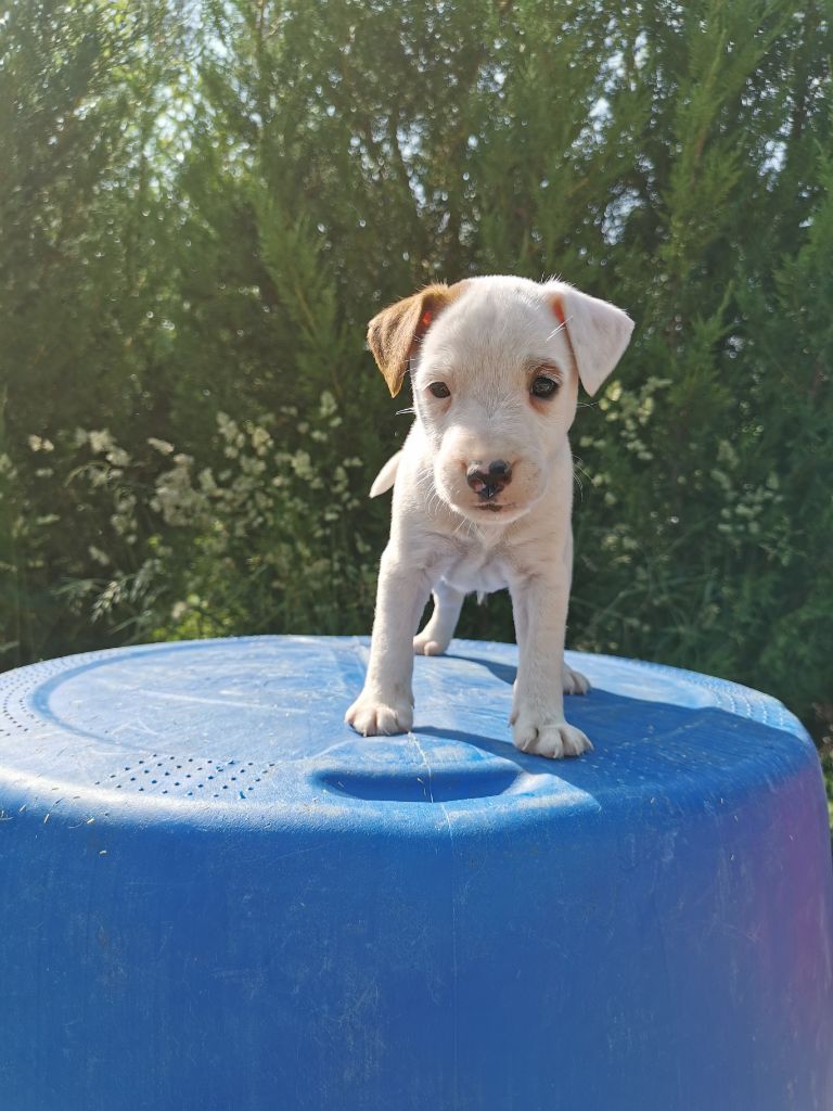De La Ferme Des Forestiers - Chiots disponibles - Parson Russell Terrier