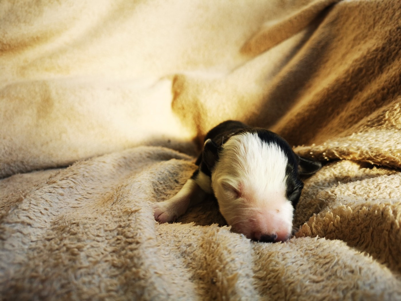 De La Ferme Des Forestiers - Chiots disponibles - Border Collie