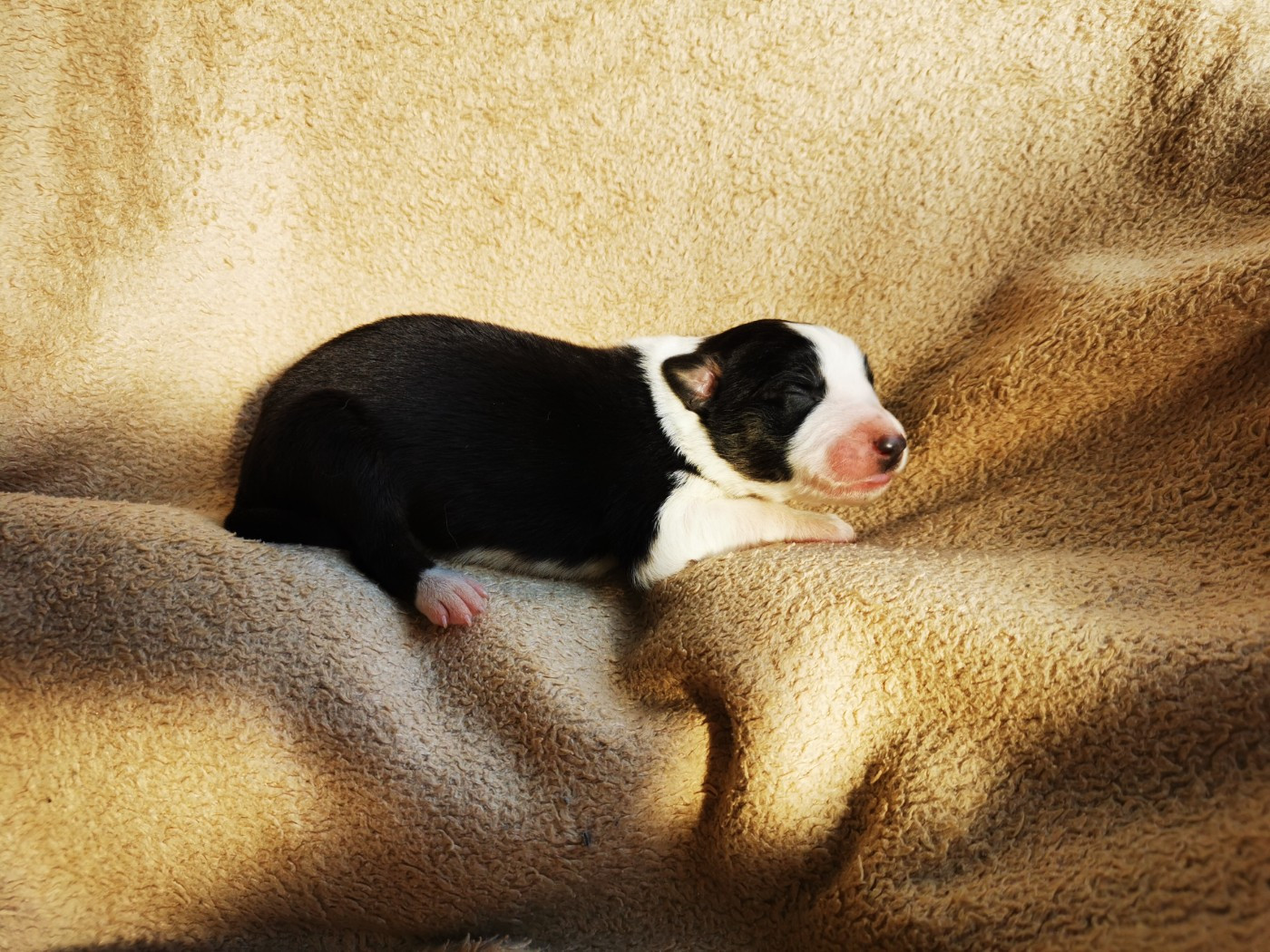 De La Ferme Des Forestiers - Chiots disponibles - Border Collie