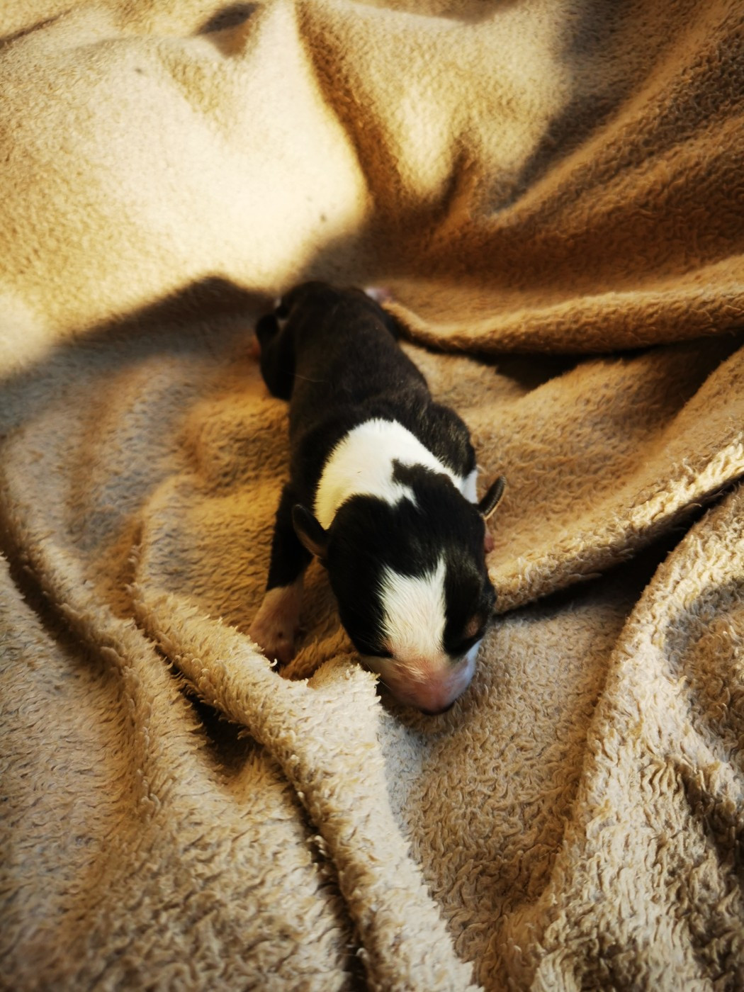 De La Ferme Des Forestiers - Chiots disponibles - Border Collie