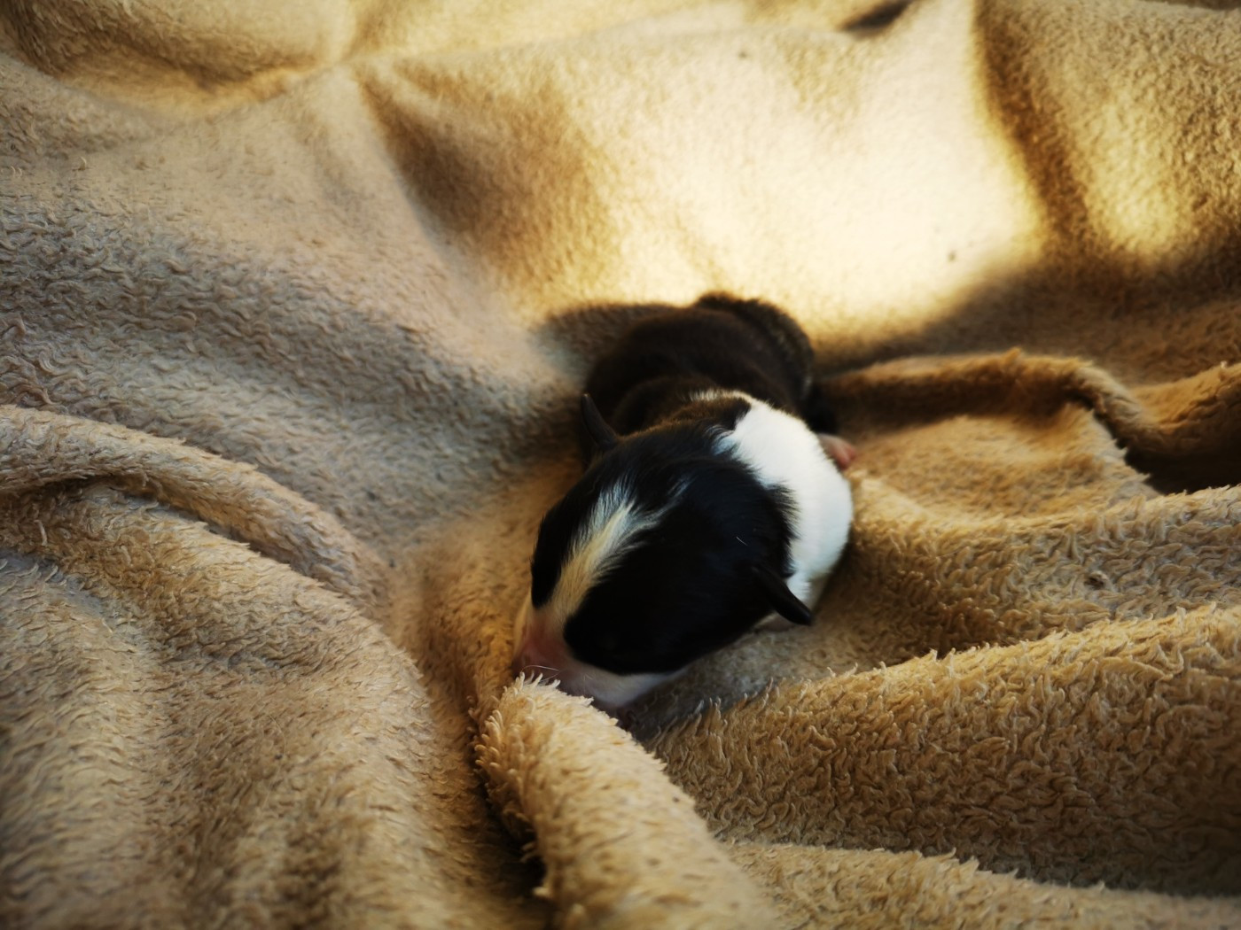 De La Ferme Des Forestiers - Chiots disponibles - Border Collie