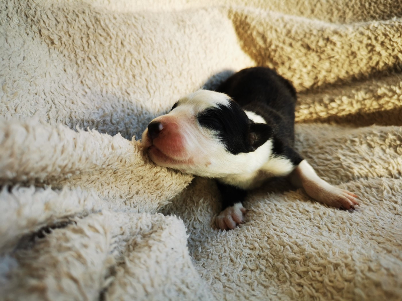 De La Ferme Des Forestiers - Chiots disponibles - Border Collie