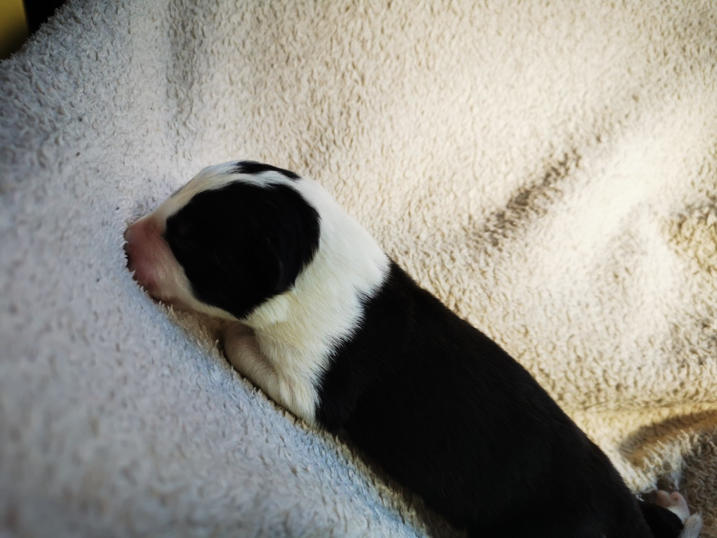 De La Ferme Des Forestiers - Chiots disponibles - Border Collie