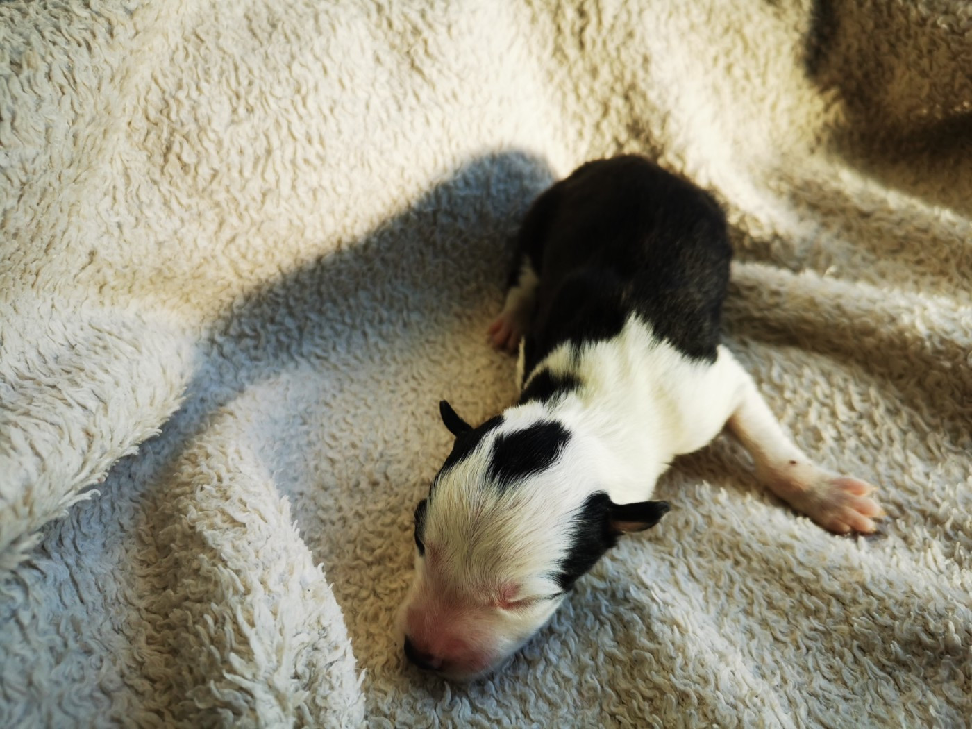 De La Ferme Des Forestiers - Chiots disponibles - Border Collie