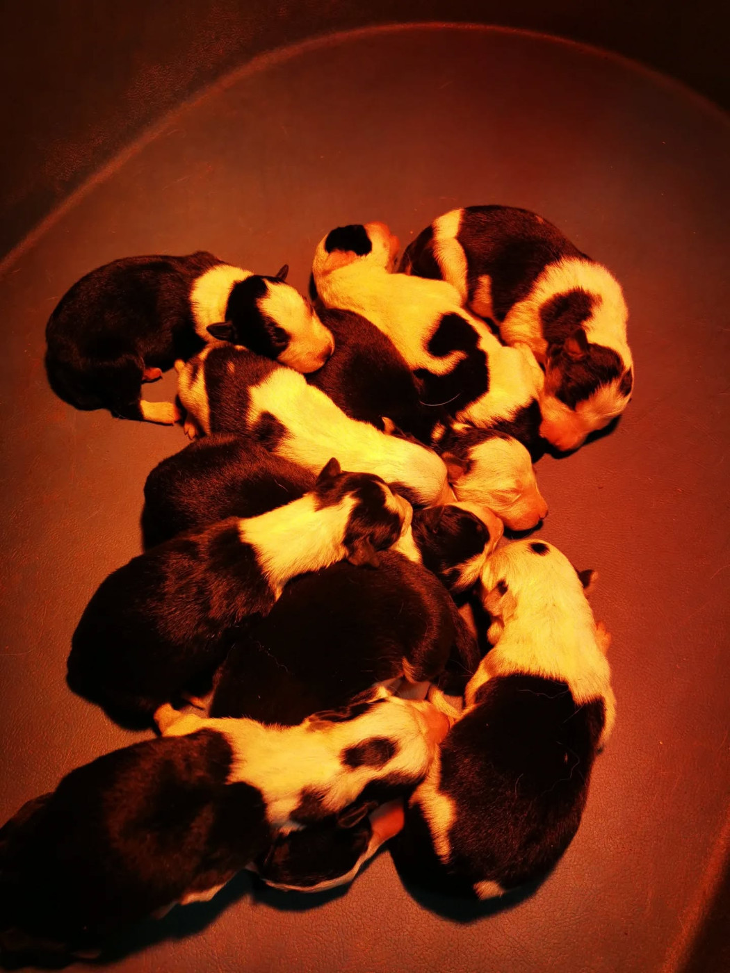 Chiot Border Collie De La Ferme Des Forestiers