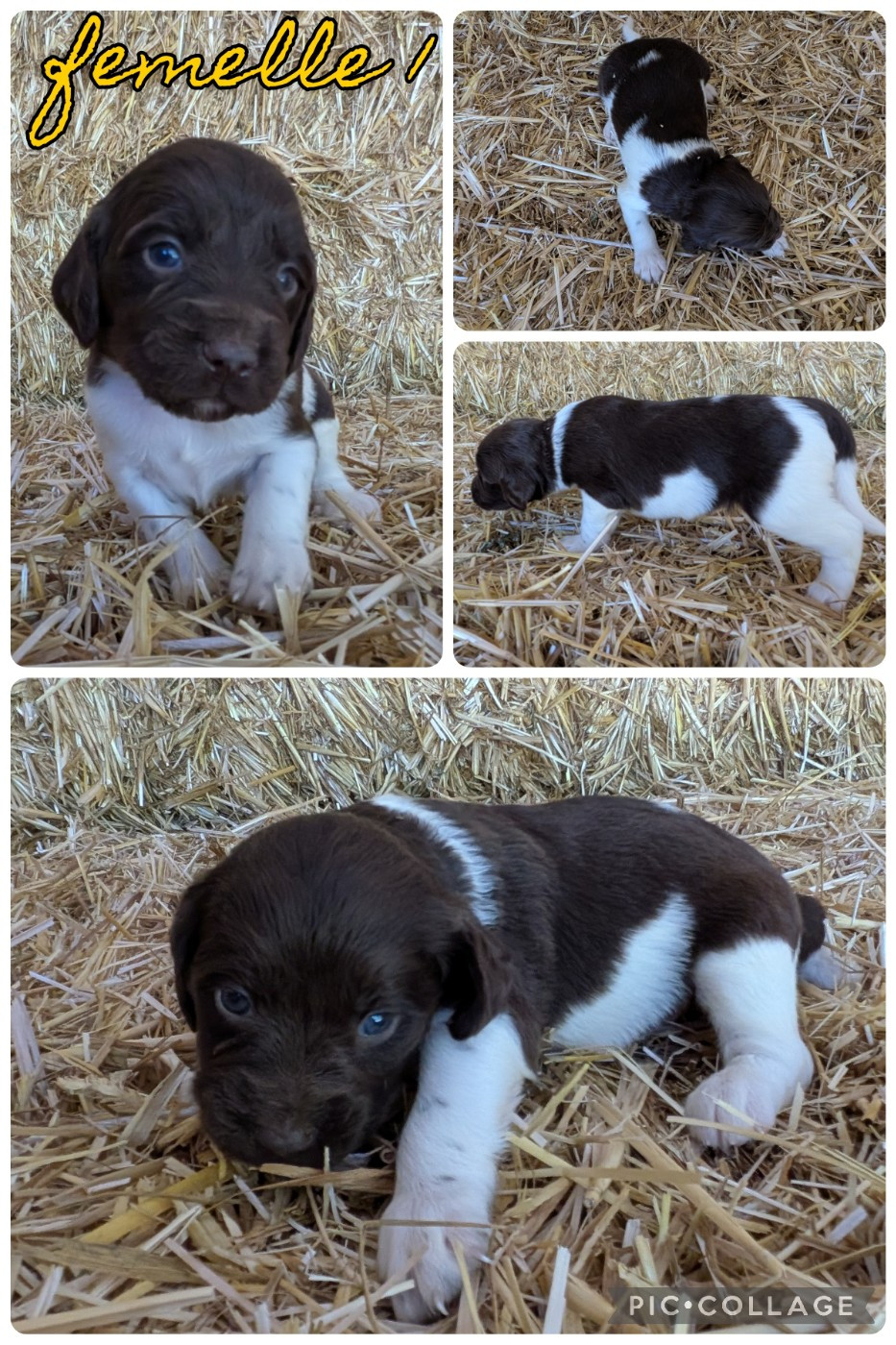 De La Ferme Des Forestiers - Chiots disponibles - Petit Epagneul de Münster