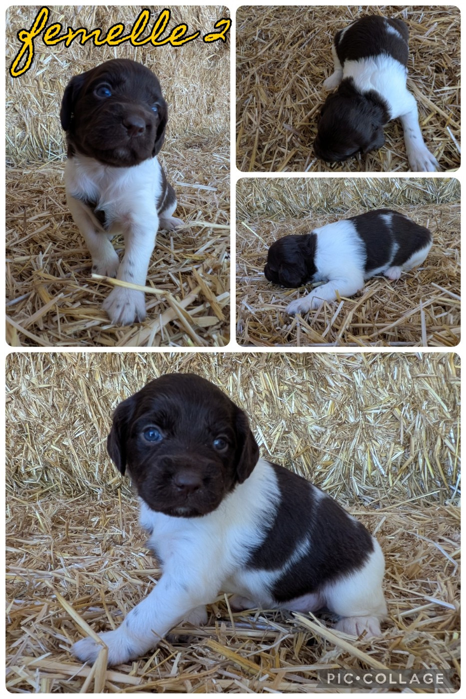 De La Ferme Des Forestiers - Chiots disponibles - Petit Epagneul de Münster