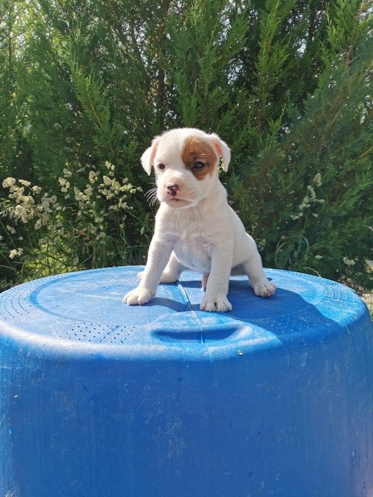 De La Ferme Des Forestiers - Chiots disponibles - Parson Russell Terrier