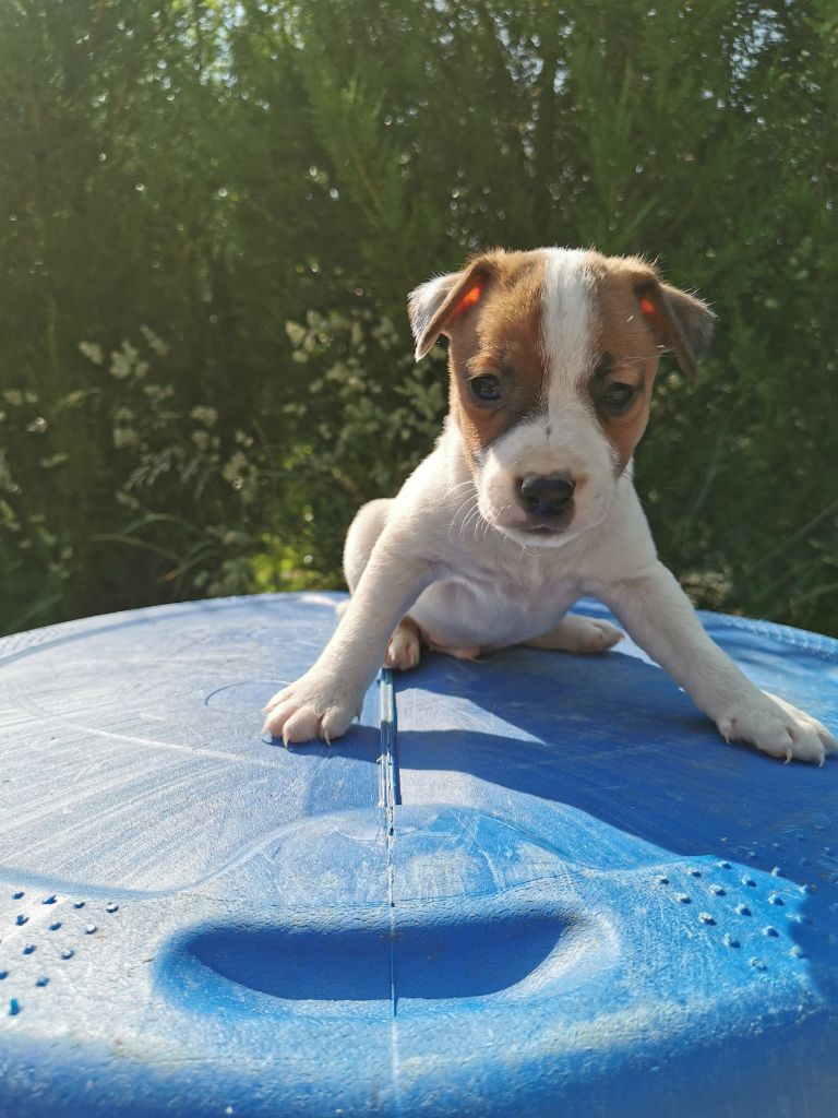De La Ferme Des Forestiers - Chiots disponibles - Parson Russell Terrier