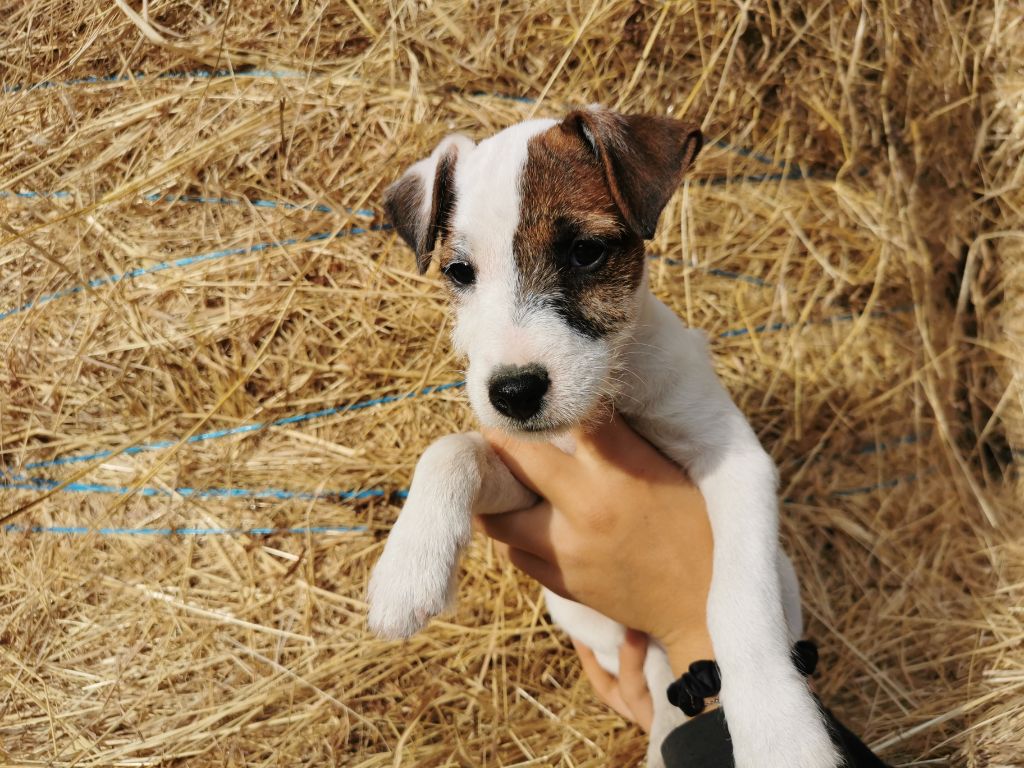 De La Ferme Des Forestiers - Chiots disponibles - Parson Russell Terrier