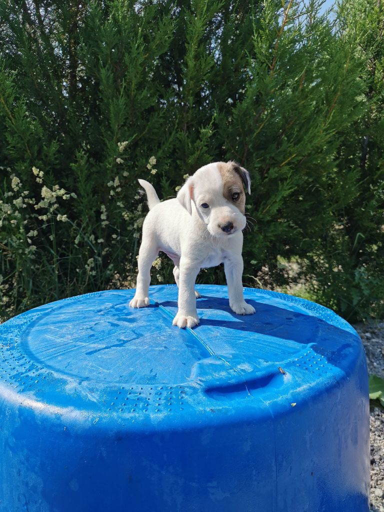 De La Ferme Des Forestiers - Chiots disponibles - Parson Russell Terrier