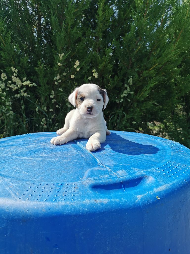 De La Ferme Des Forestiers - Chiots disponibles - Parson Russell Terrier