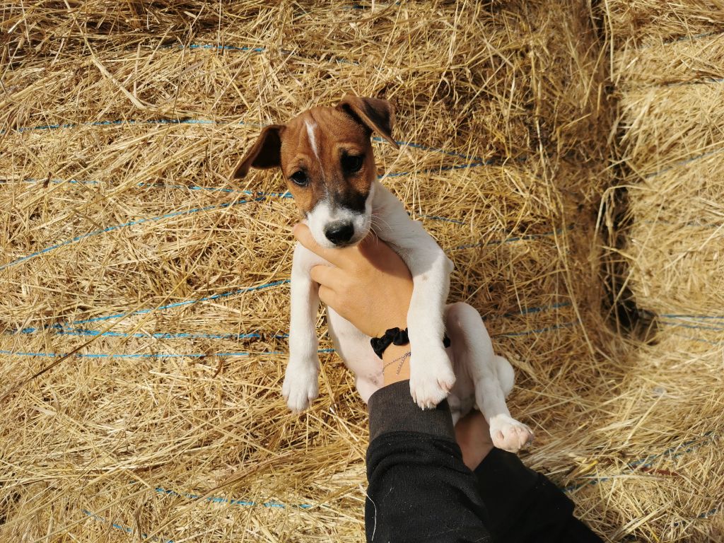 De La Ferme Des Forestiers - Chiots disponibles - Parson Russell Terrier
