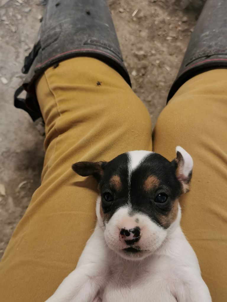 De La Ferme Des Forestiers - Chiots disponibles - Parson Russell Terrier