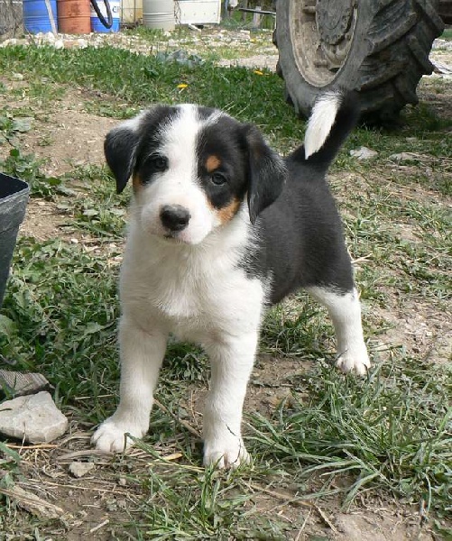 De La Ferme Des Forestiers - Border Collie - Portée née le 15/03/2013