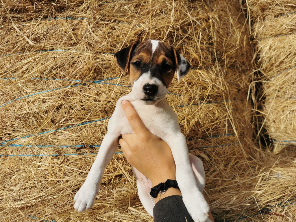 De La Ferme Des Forestiers - Chiots disponibles - Parson Russell Terrier