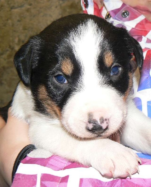 De La Ferme Des Forestiers - Border Collie - Portée née le 06/01/2016