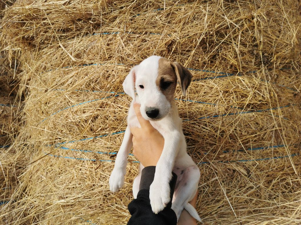 De La Ferme Des Forestiers - Chiots disponibles - Parson Russell Terrier