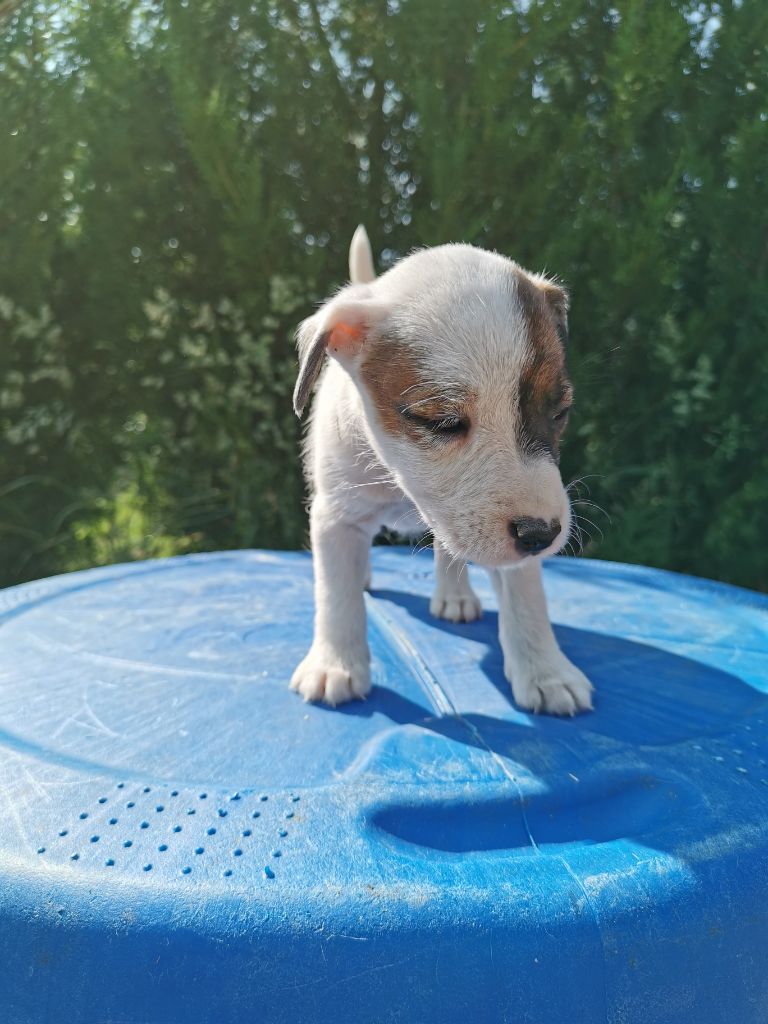 De La Ferme Des Forestiers - Chiots disponibles - Parson Russell Terrier
