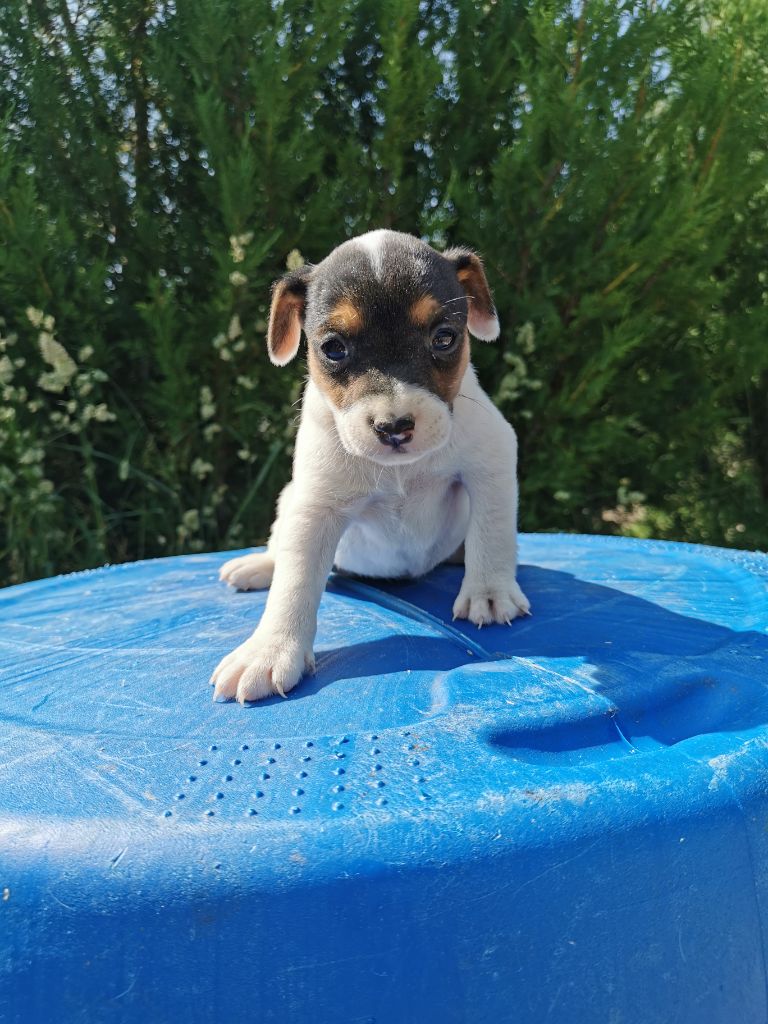De La Ferme Des Forestiers - Chiots disponibles - Parson Russell Terrier